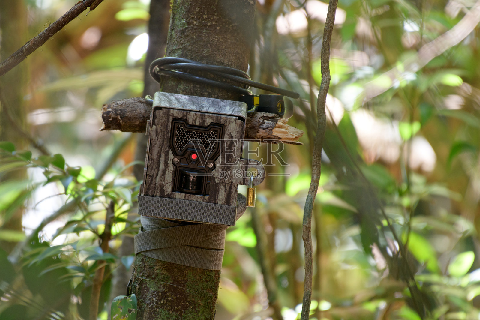 泰国考艾国家公园安装的相机陷阱照片摄影图片