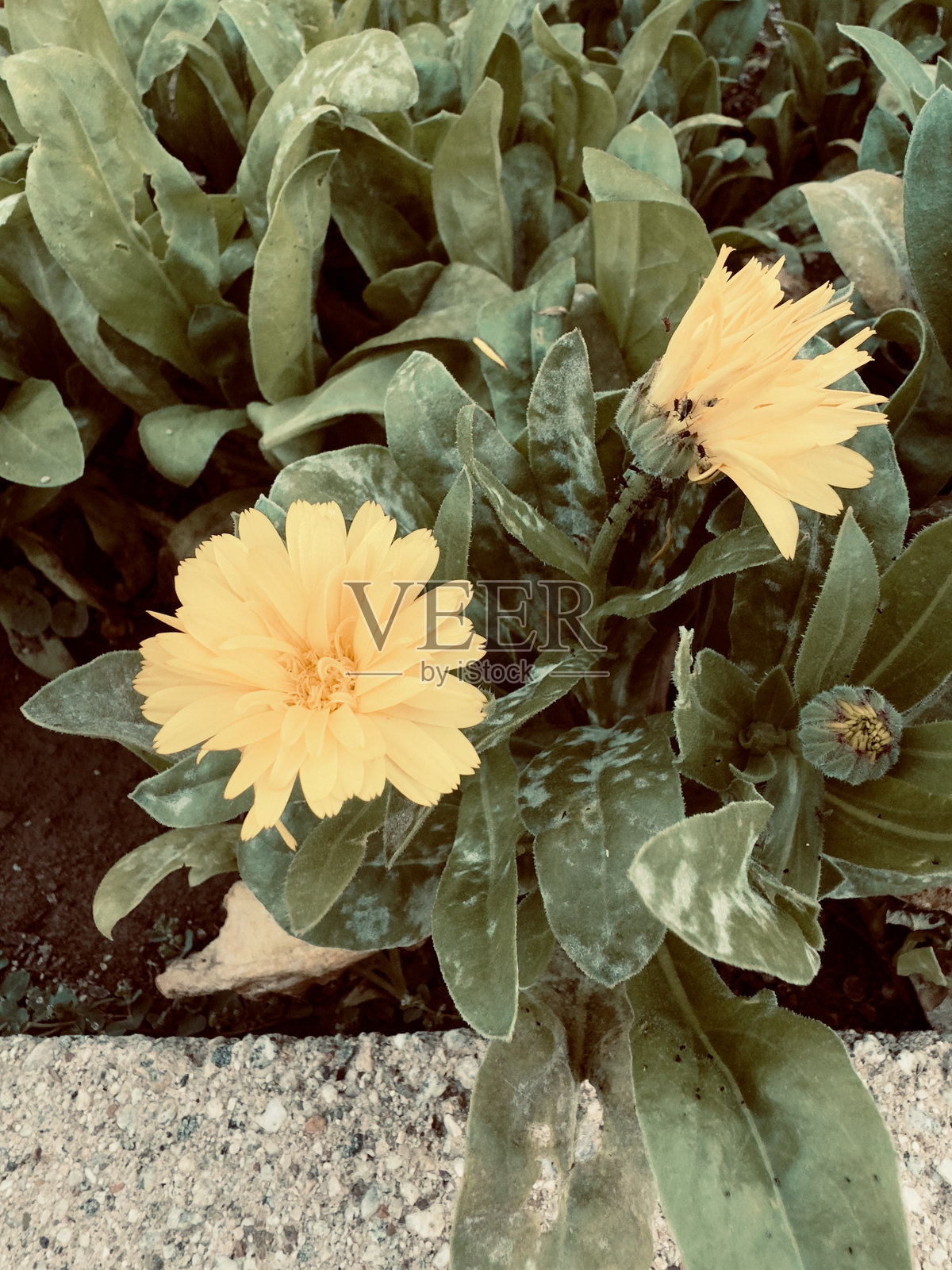 帕洛斯佛得角的花照片摄影图片