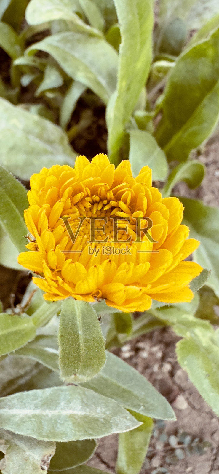 帕洛斯佛得角的花照片摄影图片