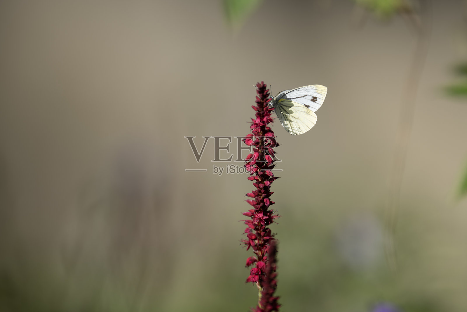 草地上的蝴蝶照片摄影图片