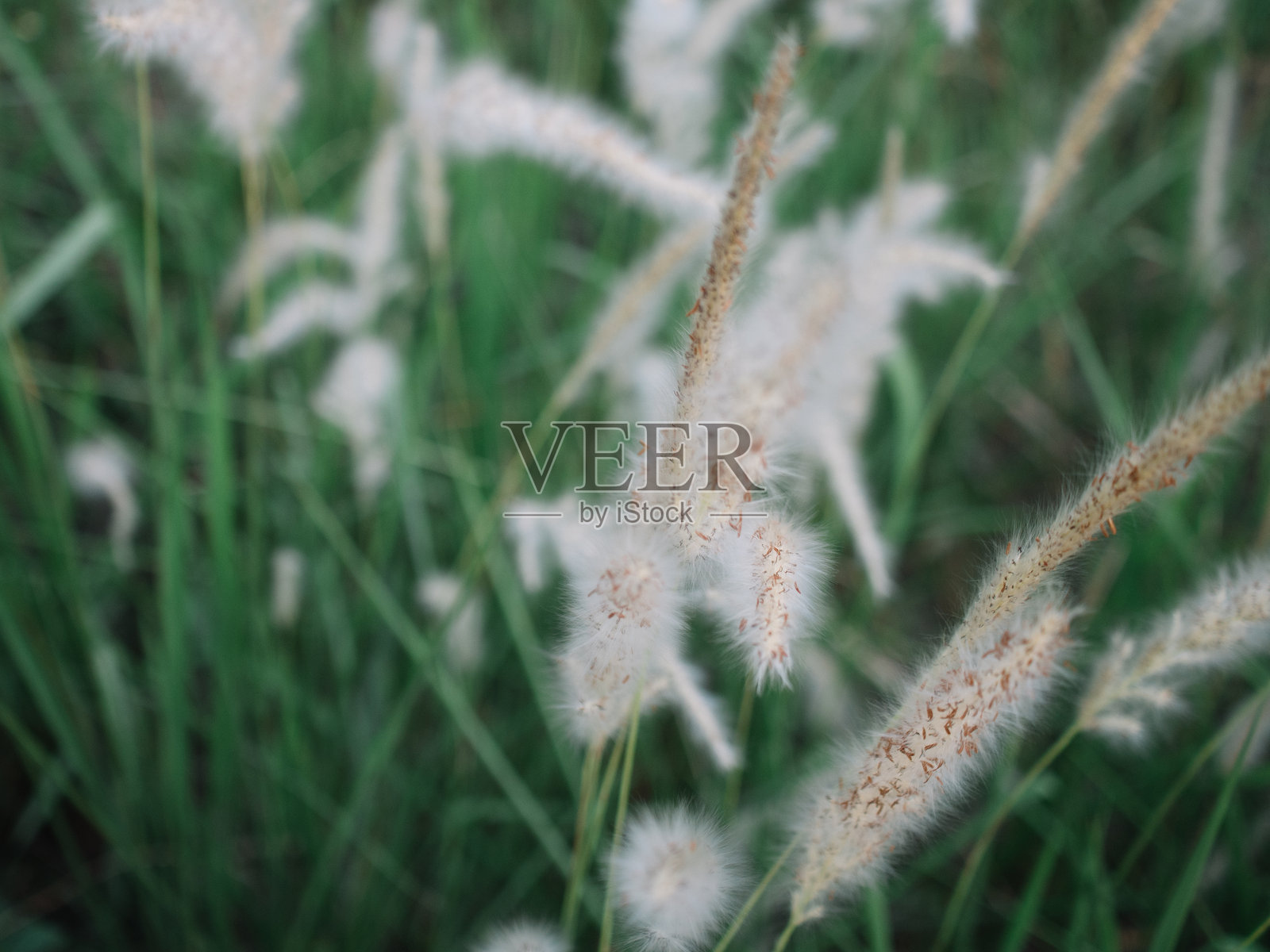 草地上的花照片摄影图片