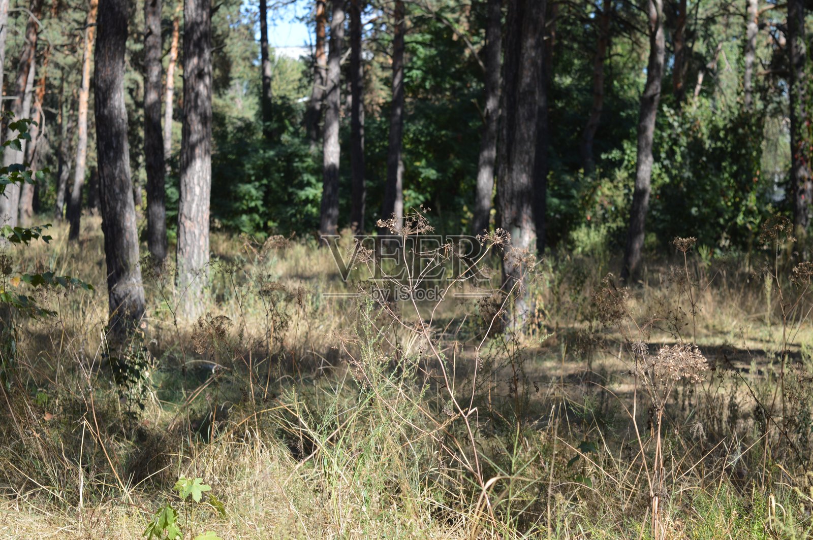森林植物和针叶树-自然区域照片摄影图片