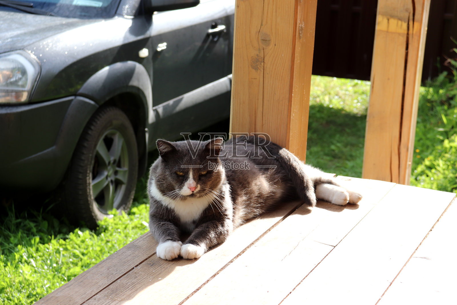灰色的黄眼睛猫不满意地躺在木门廊上照片摄影图片