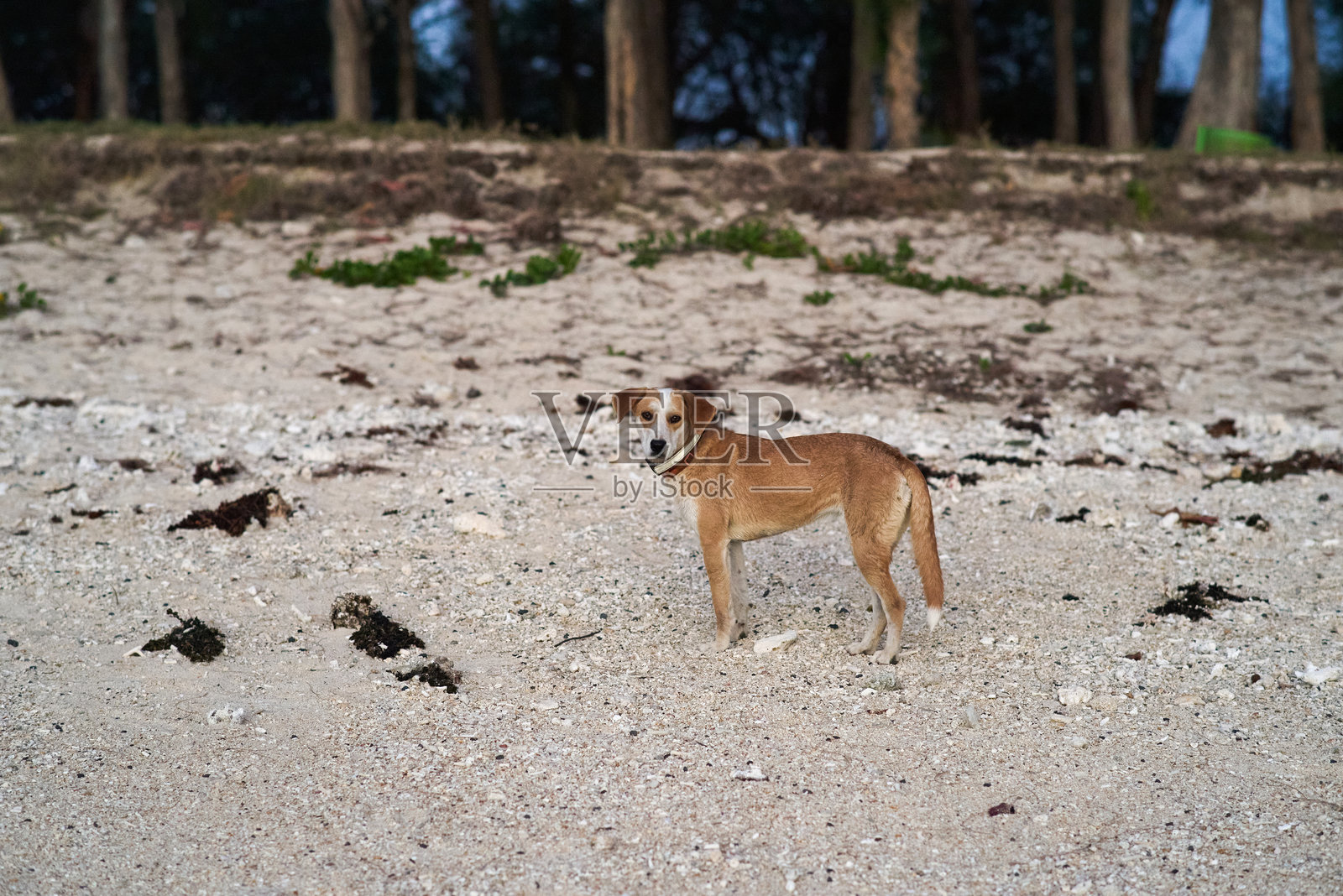 一只流浪狗在海滩上照片摄影图片