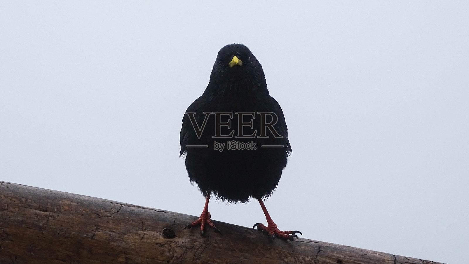 阿尔卑斯山脉的黑鸟,黄喙红腿。照片摄影图片