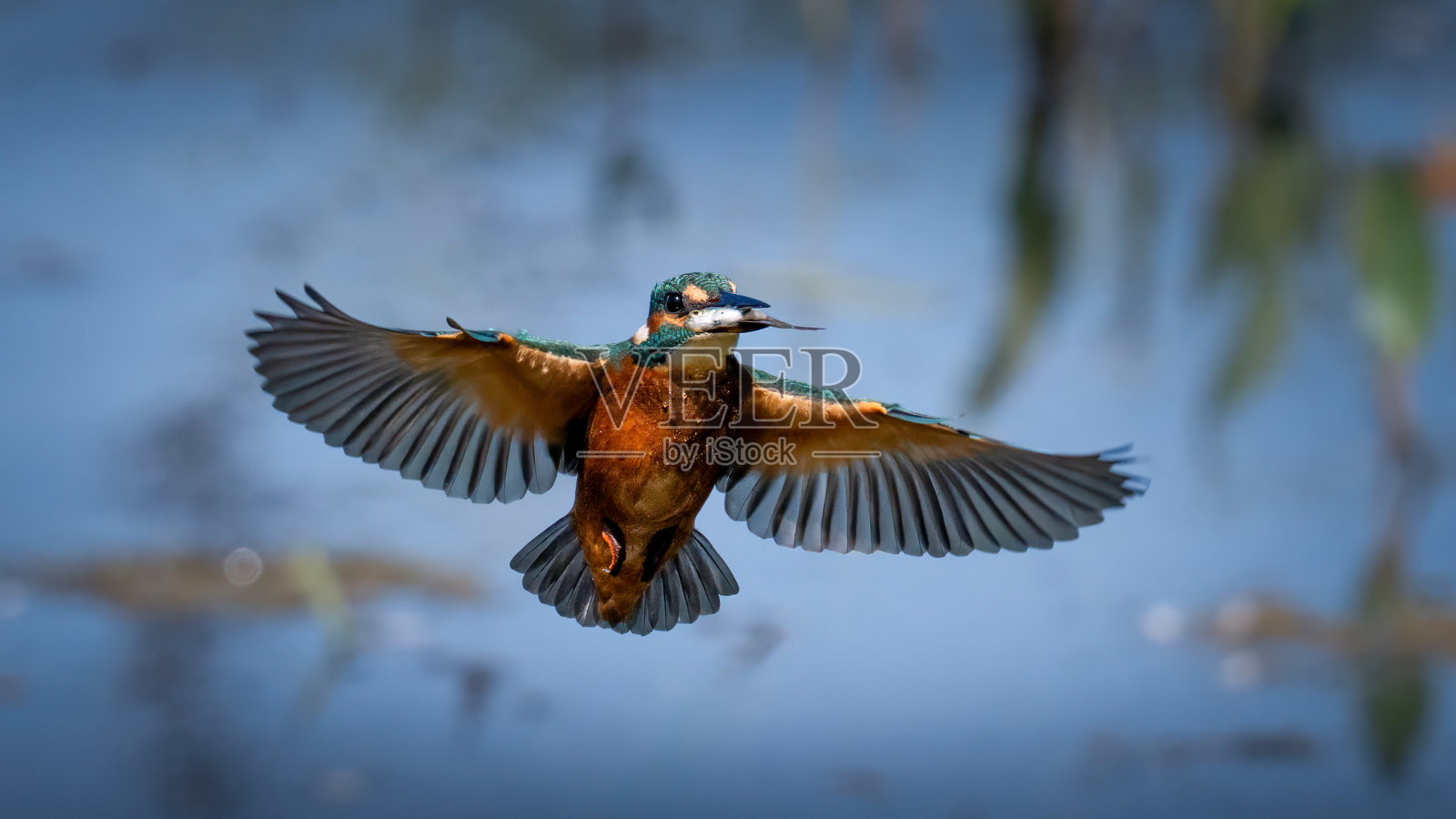 翠鸟照片摄影图片