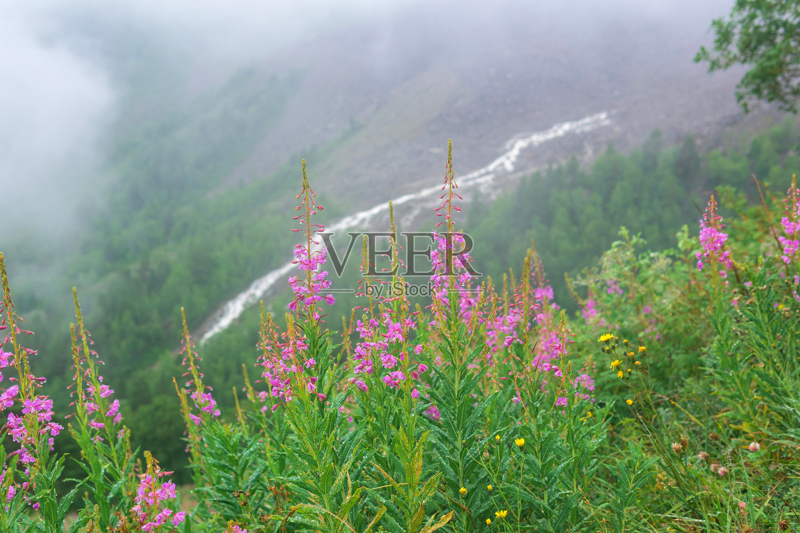 云中山坡上的柳树照片摄影图片