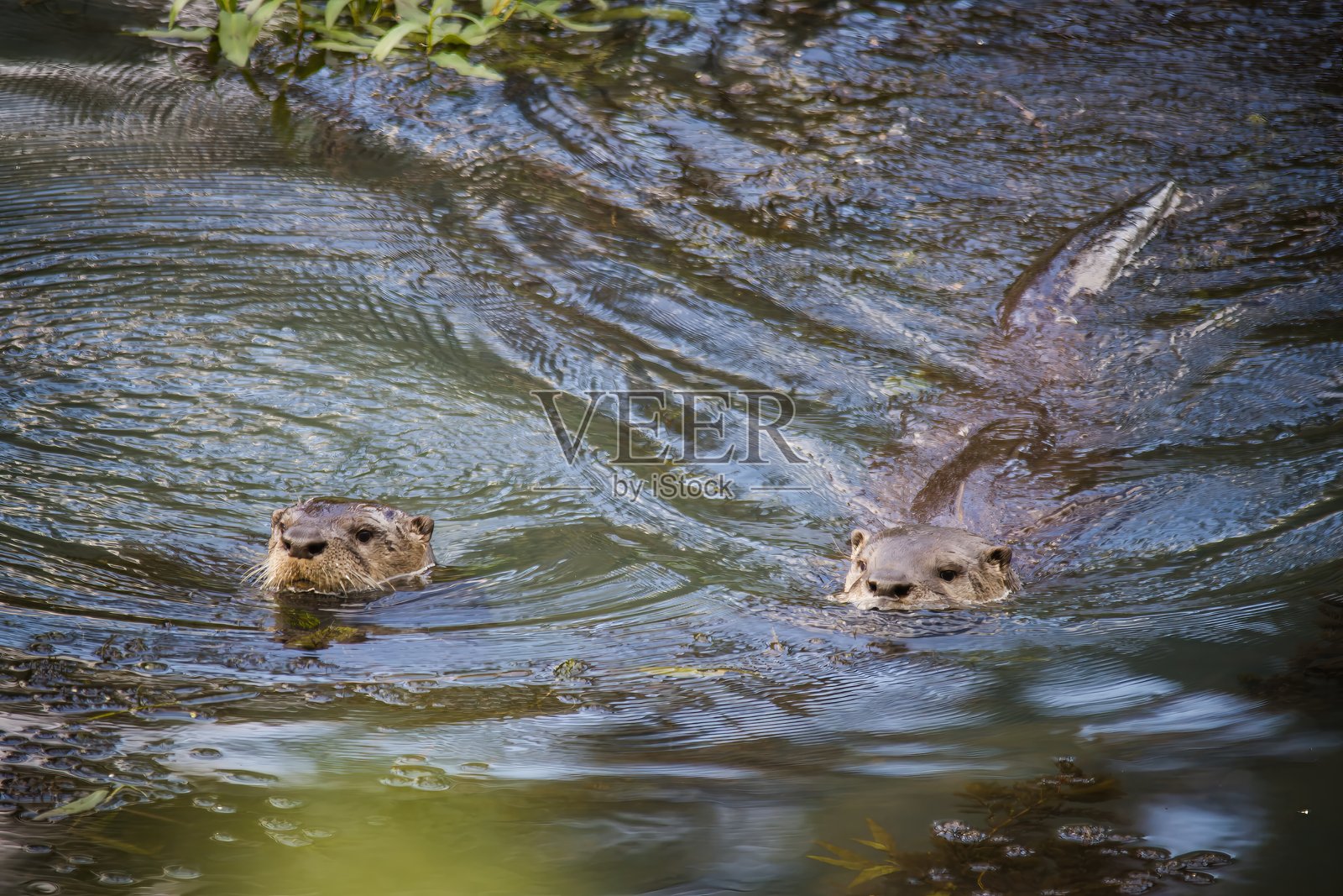 河水獭照片摄影图片