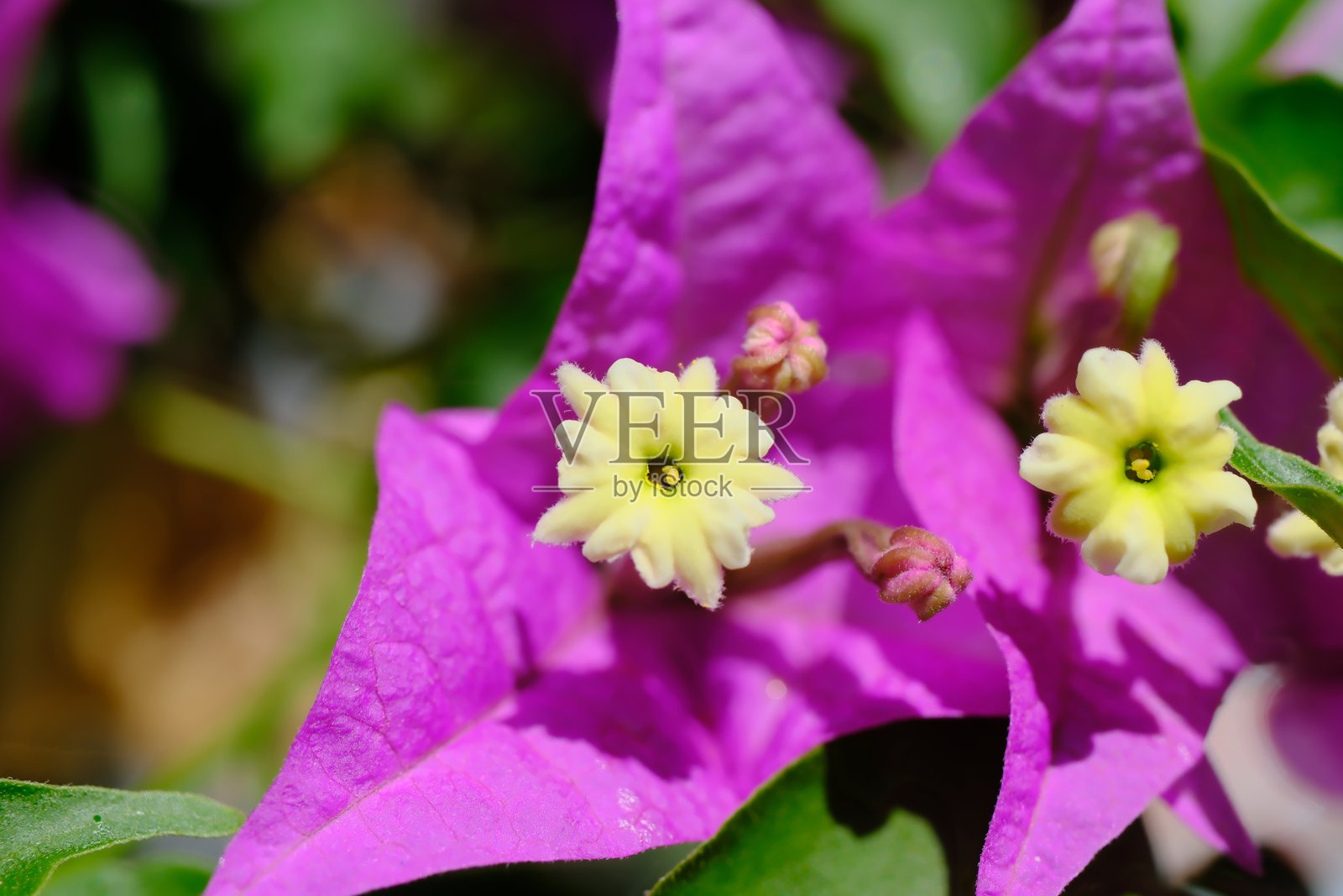 九重葛白色雄蕊特写照片摄影图片