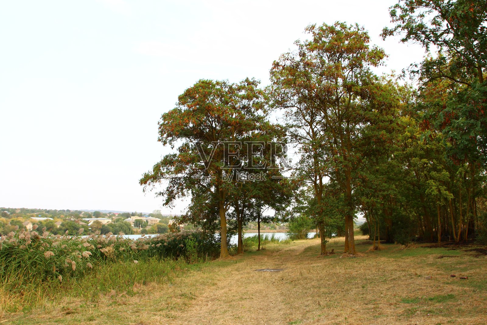 田野里的一群树照片摄影图片