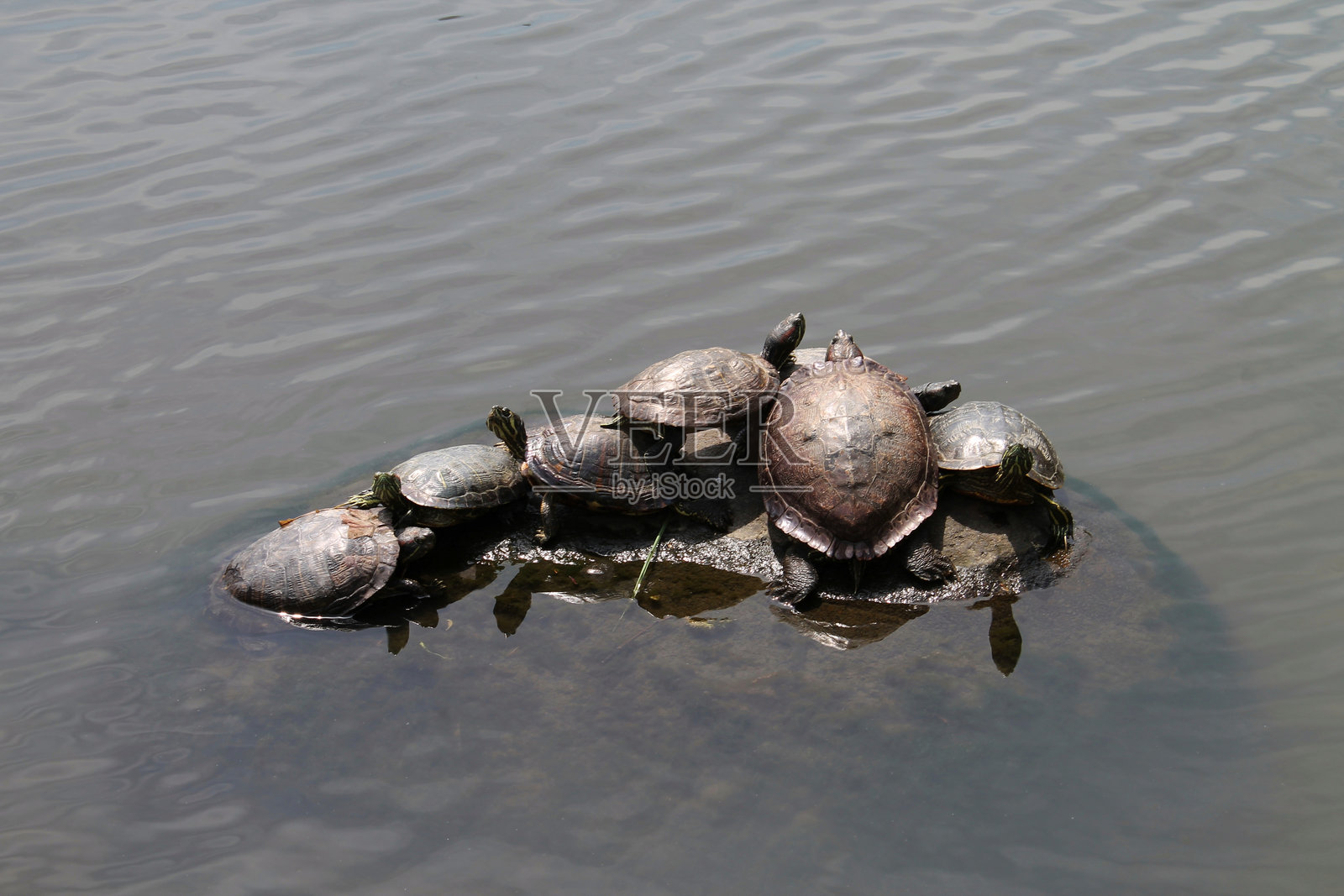 一群乌龟照片摄影图片