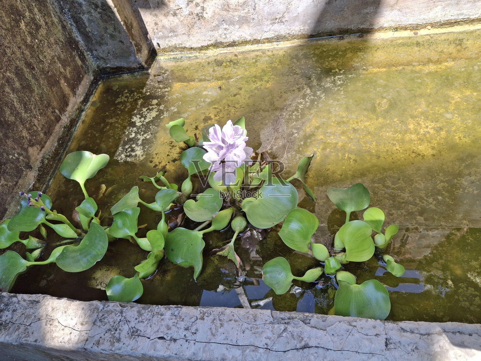 水葫芦在池塘里开花照片摄影图片