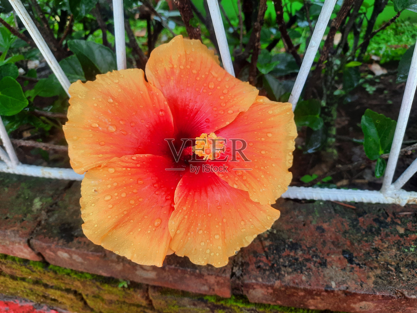 Shouse花照片摄影图片