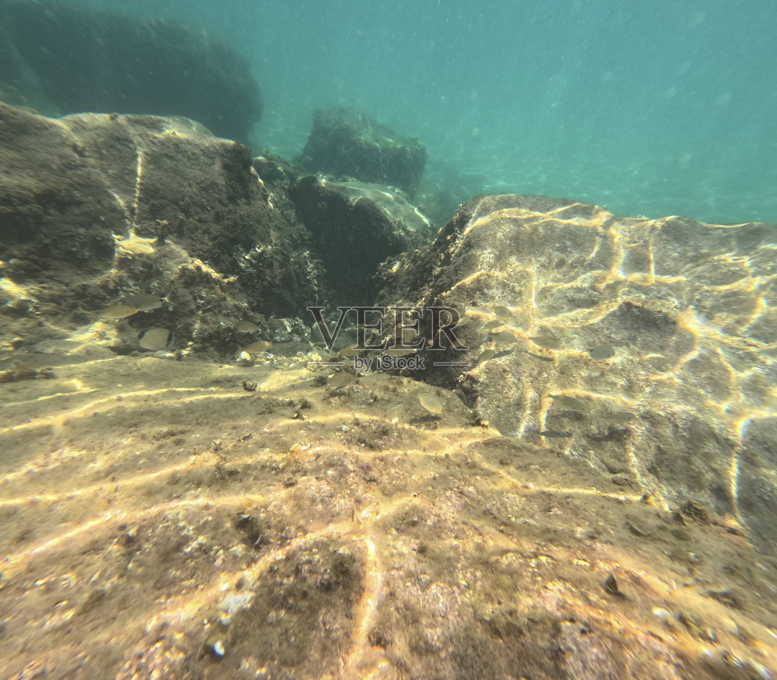 在西班牙阿利坎特的莫拉拉浮潜水下海洋生物地中海。照片摄影图片