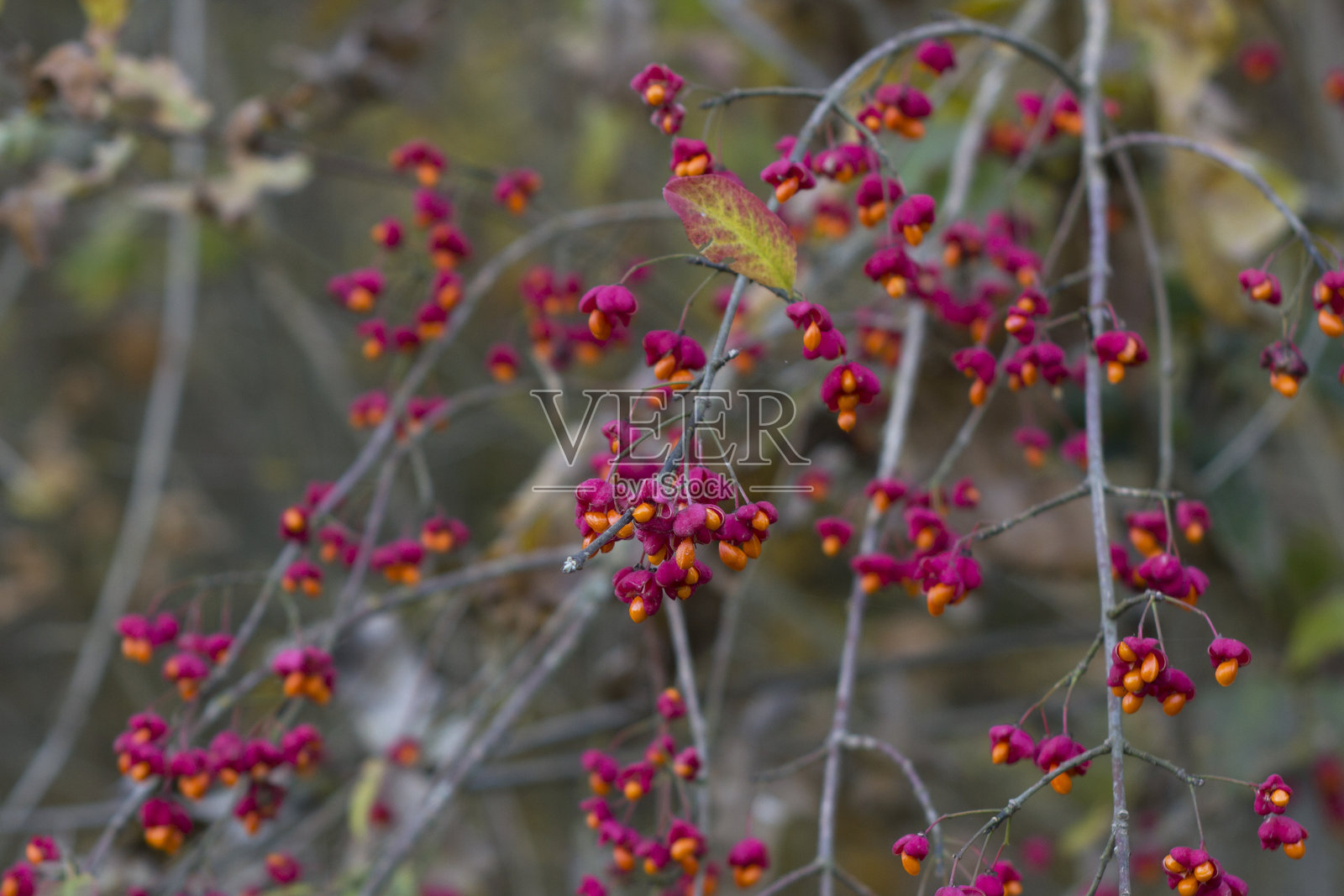 秋天的树,有野生的红色浆果和五颜六色的叶子。有选择性的重点照片摄影图片