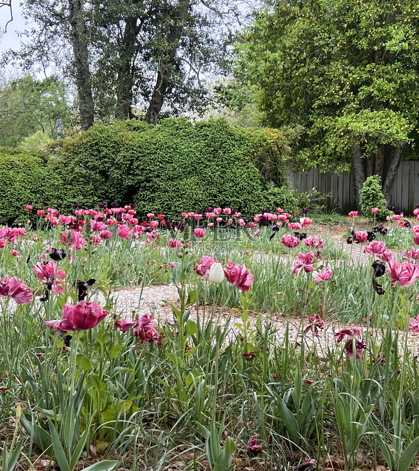 郁金香花园照片摄影图片
