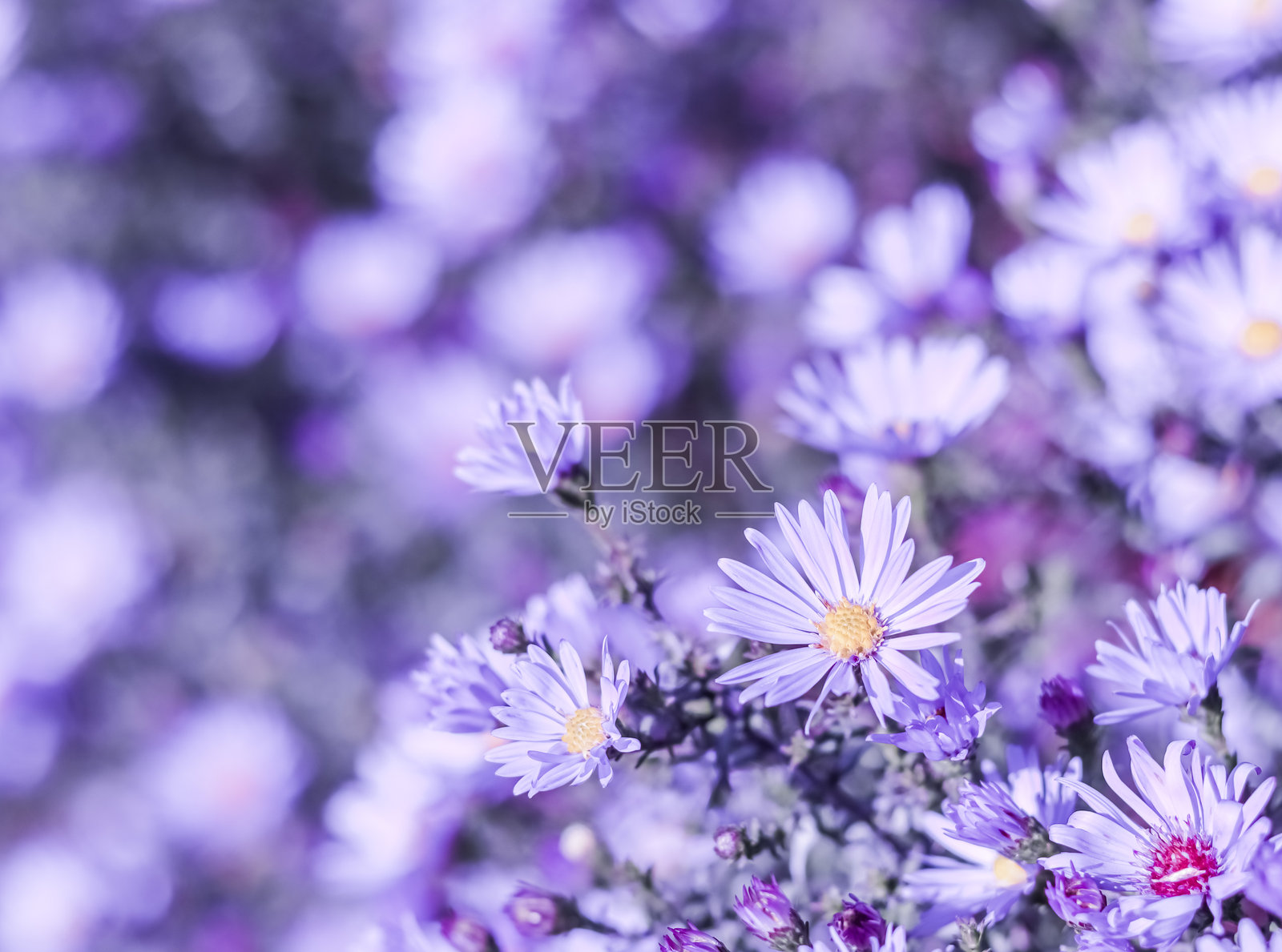 美丽的花朵在秋天的花园里。蓝色调的自然背景照片摄影图片