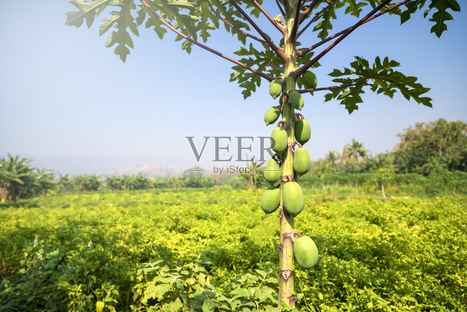 一棵挂着绿色果实的番木瓜树照片摄影图片