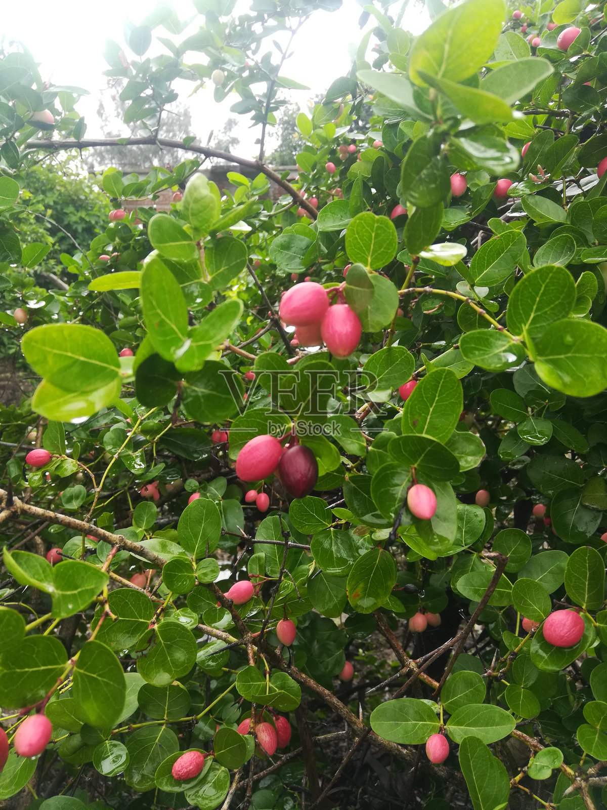 Carissa Carandas植物与粉红色的果实照片摄影图片