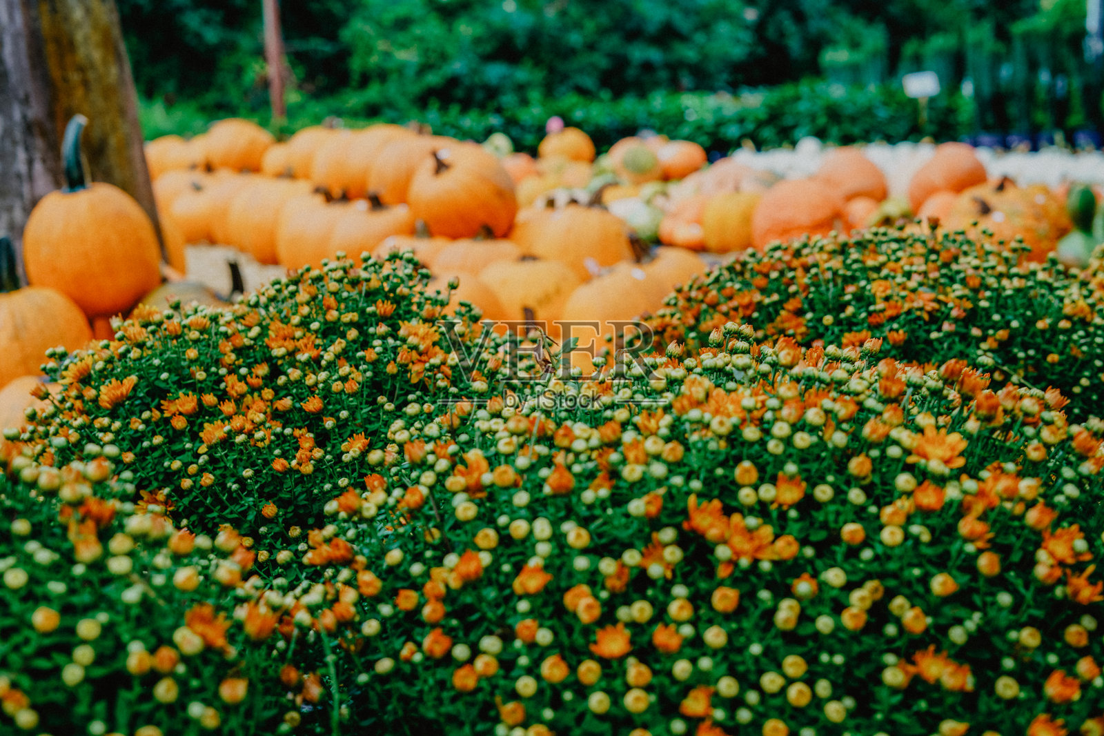万圣节南瓜照片摄影图片