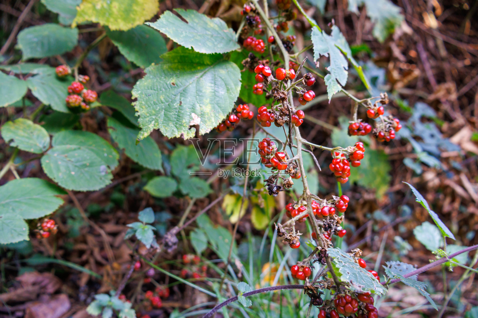 丛林中的黑莓丛,有成熟的和未成熟的浆果照片摄影图片