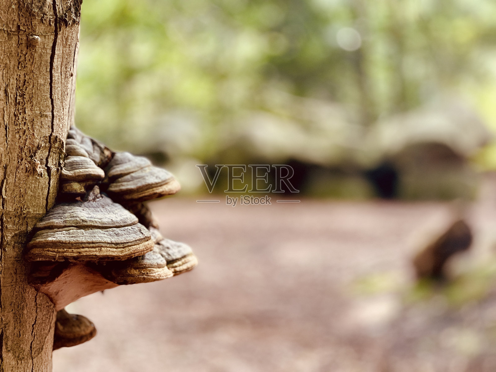 蘑菇照片摄影图片