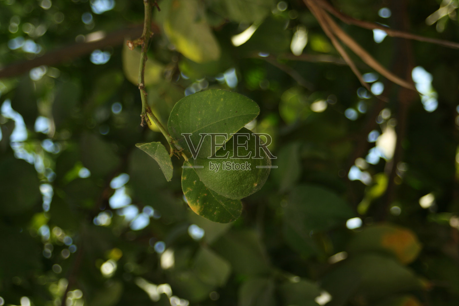 树上的柠檬,放大了照片摄影图片