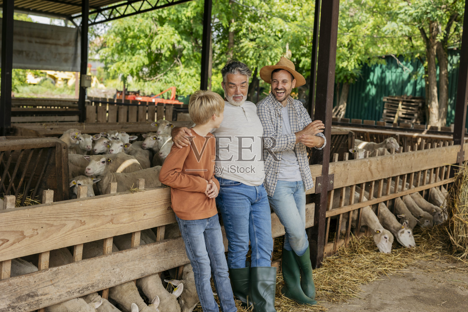 多代农家在羊圈边享受时光照片摄影图片