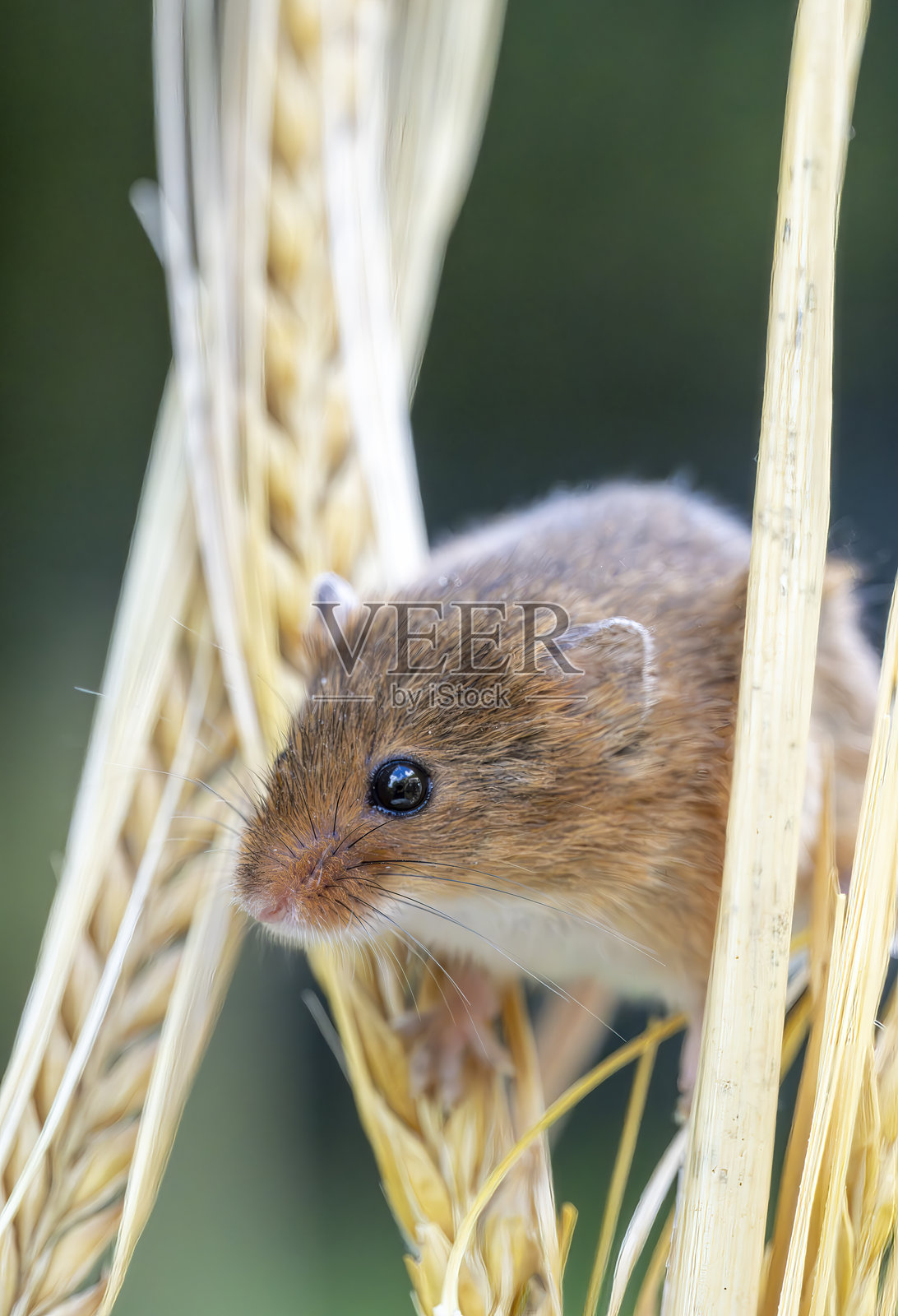 一只收割的老鼠站在麦穗上照片摄影图片