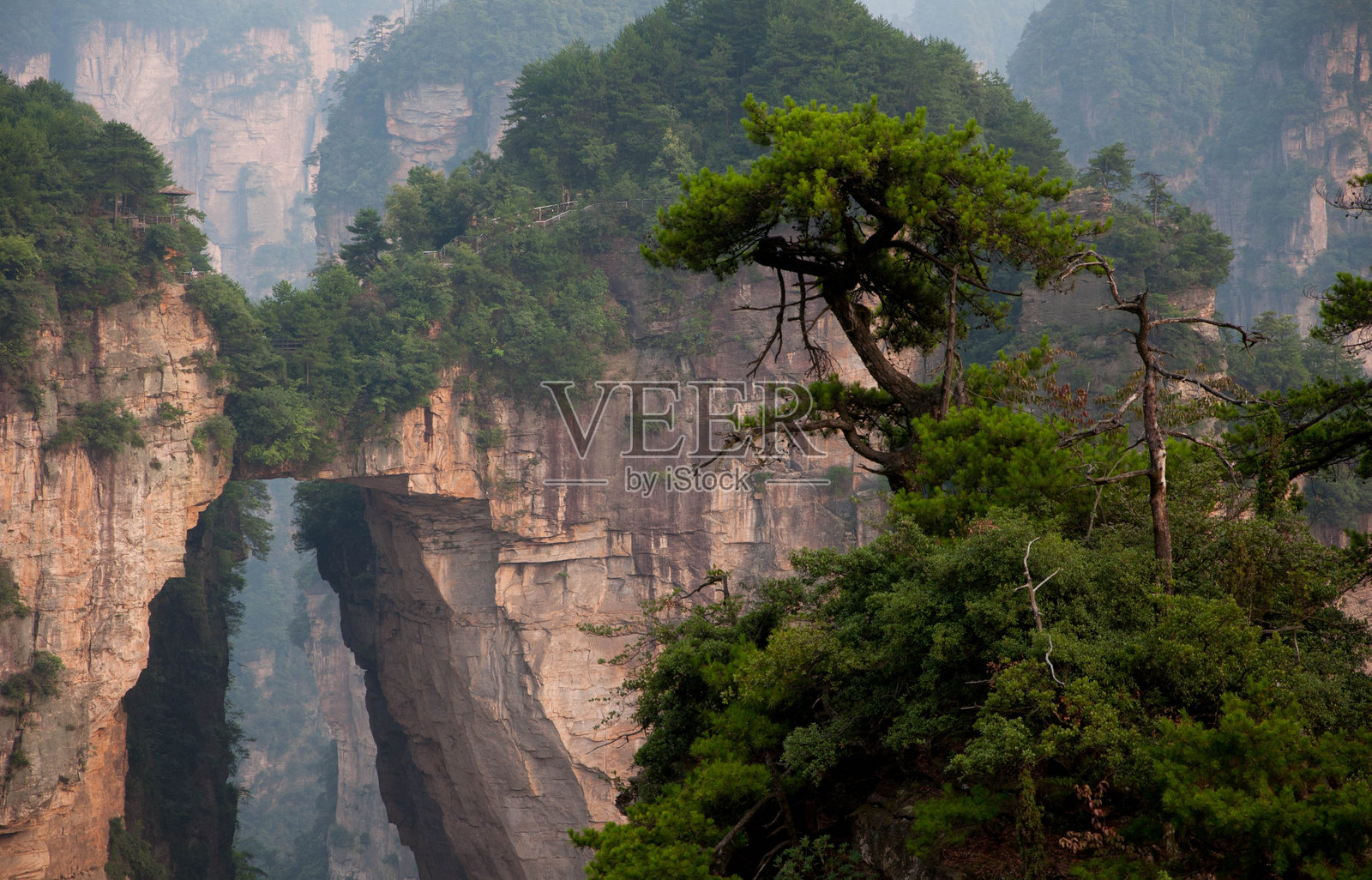 森林里的树照片摄影图片