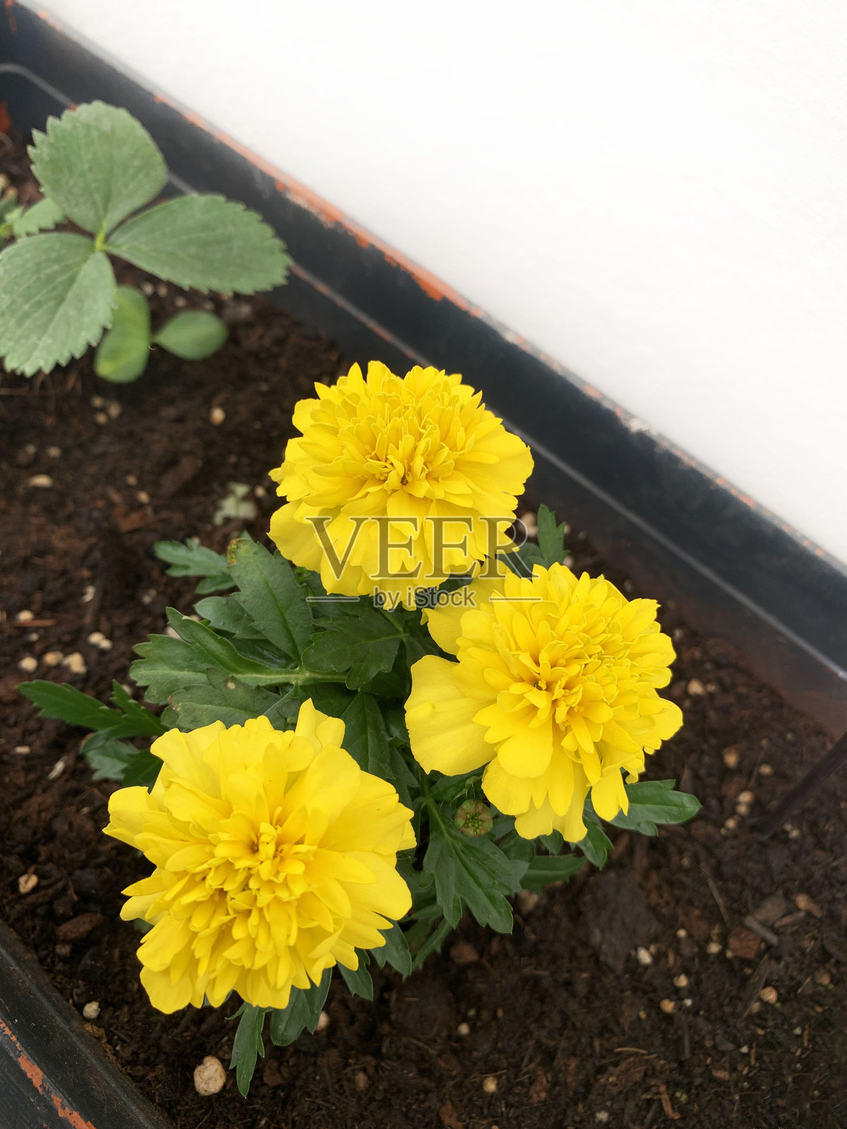 法国万寿菊或万寿菊花。照片摄影图片