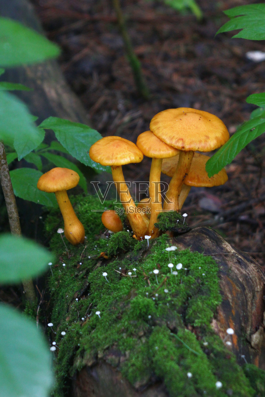 在郁郁葱葱的森林里,一簇小的橙色蘑菇,茎高,长在长满苔藓的原木上。照片摄影图片