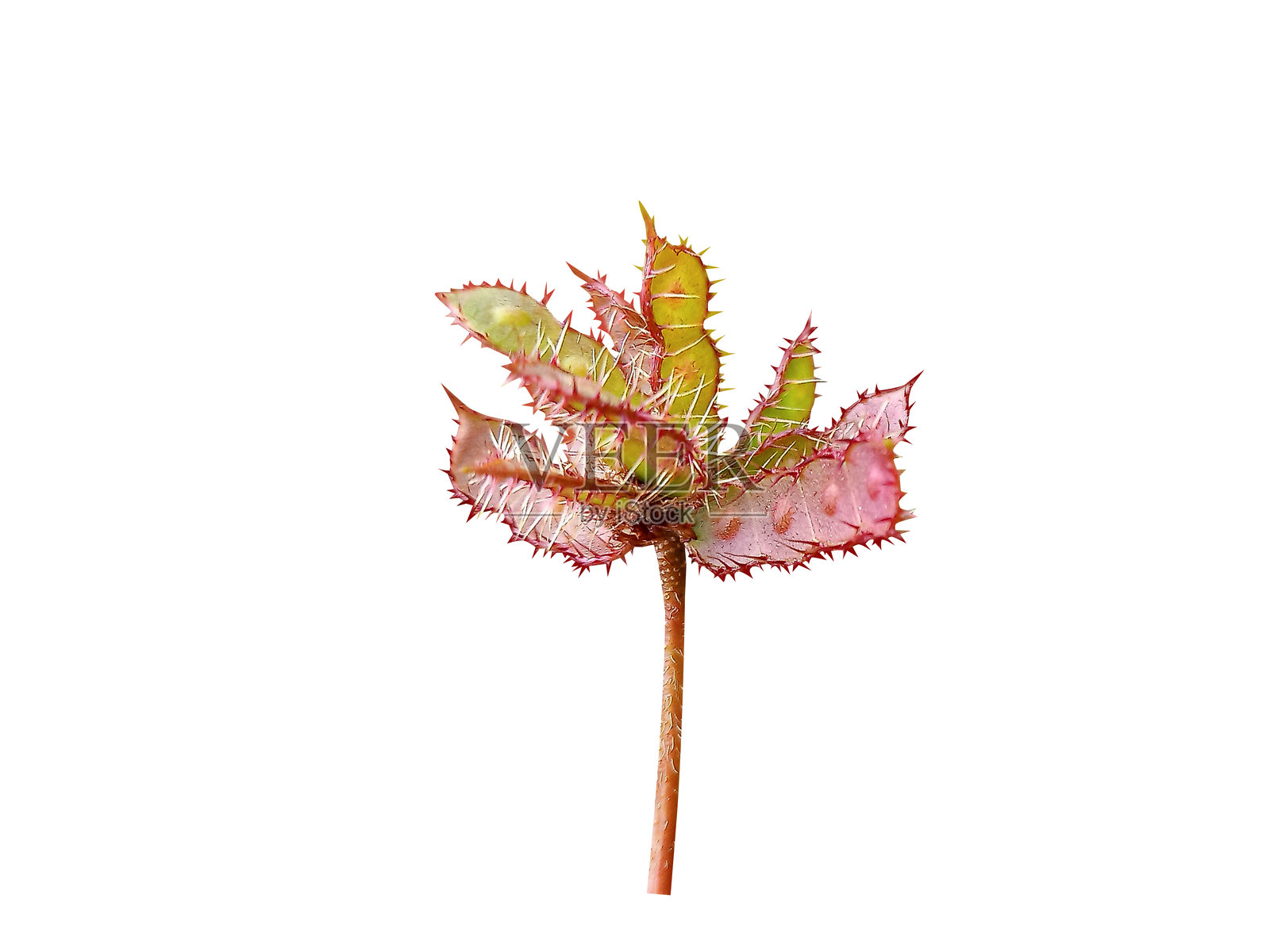 含羞草或敏感植物果实照片摄影图片