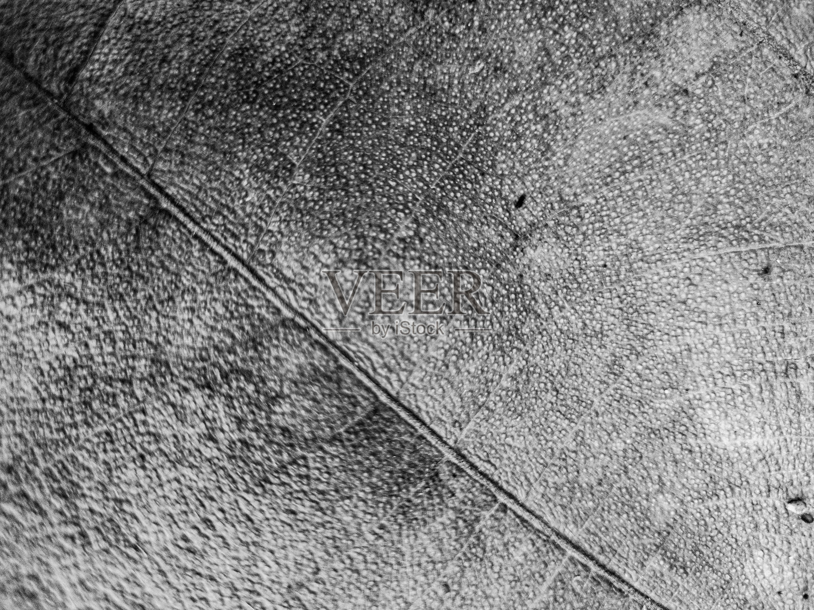 黑色和白色的叶子纹理背景照片摄影图片