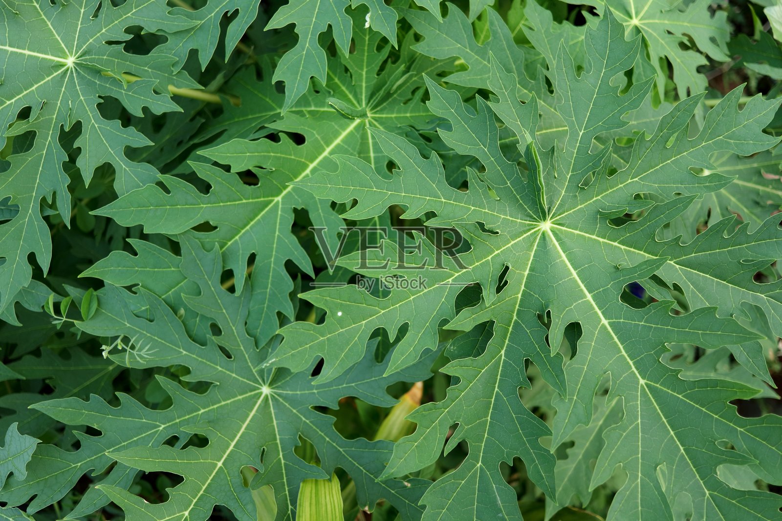 俯视图木瓜叶片幼苗。照片摄影图片