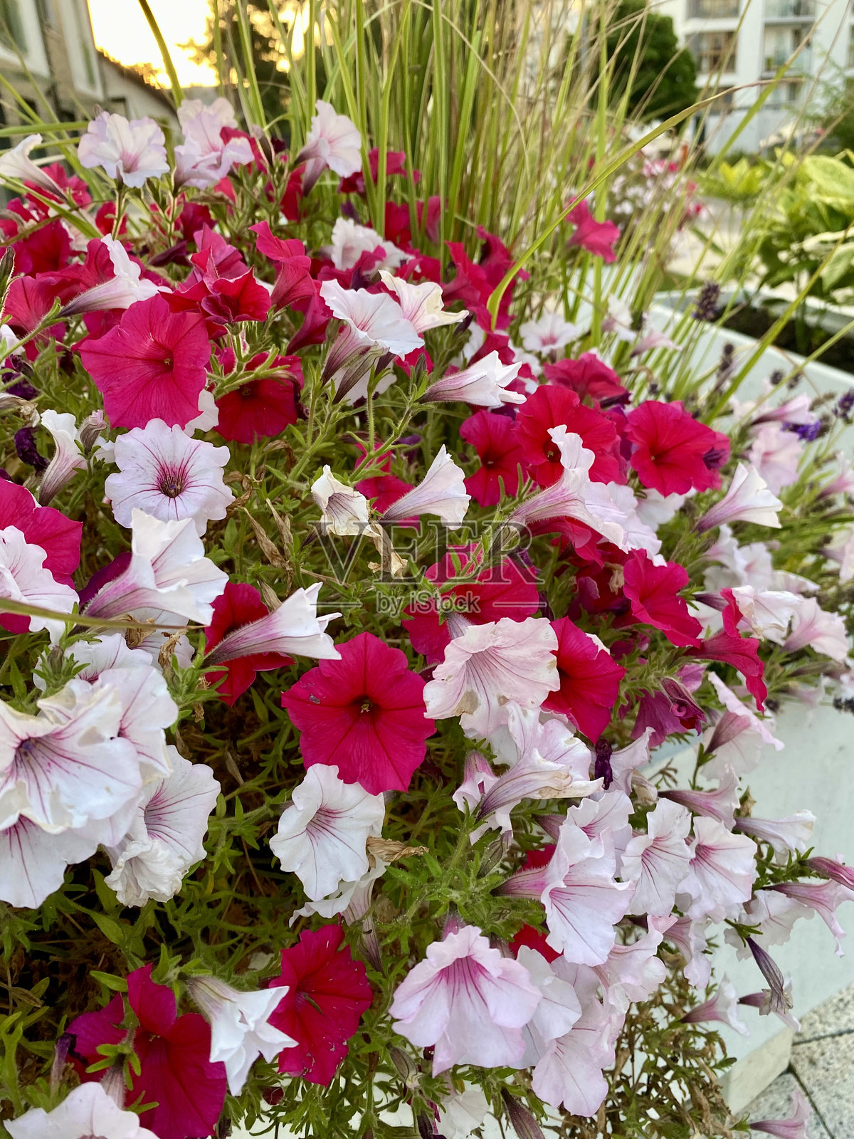 花园里有粉红色和白色的花照片摄影图片