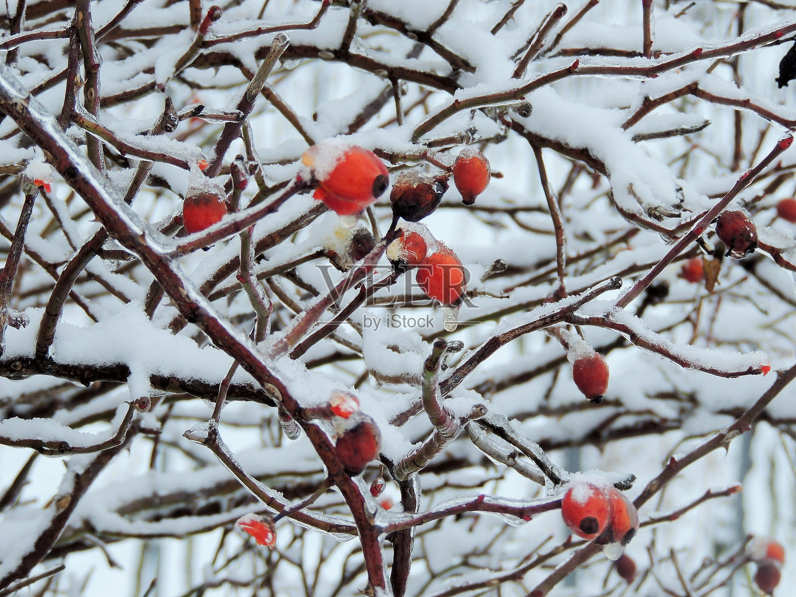 冬天树上冰冻的浆果特写照片摄影图片