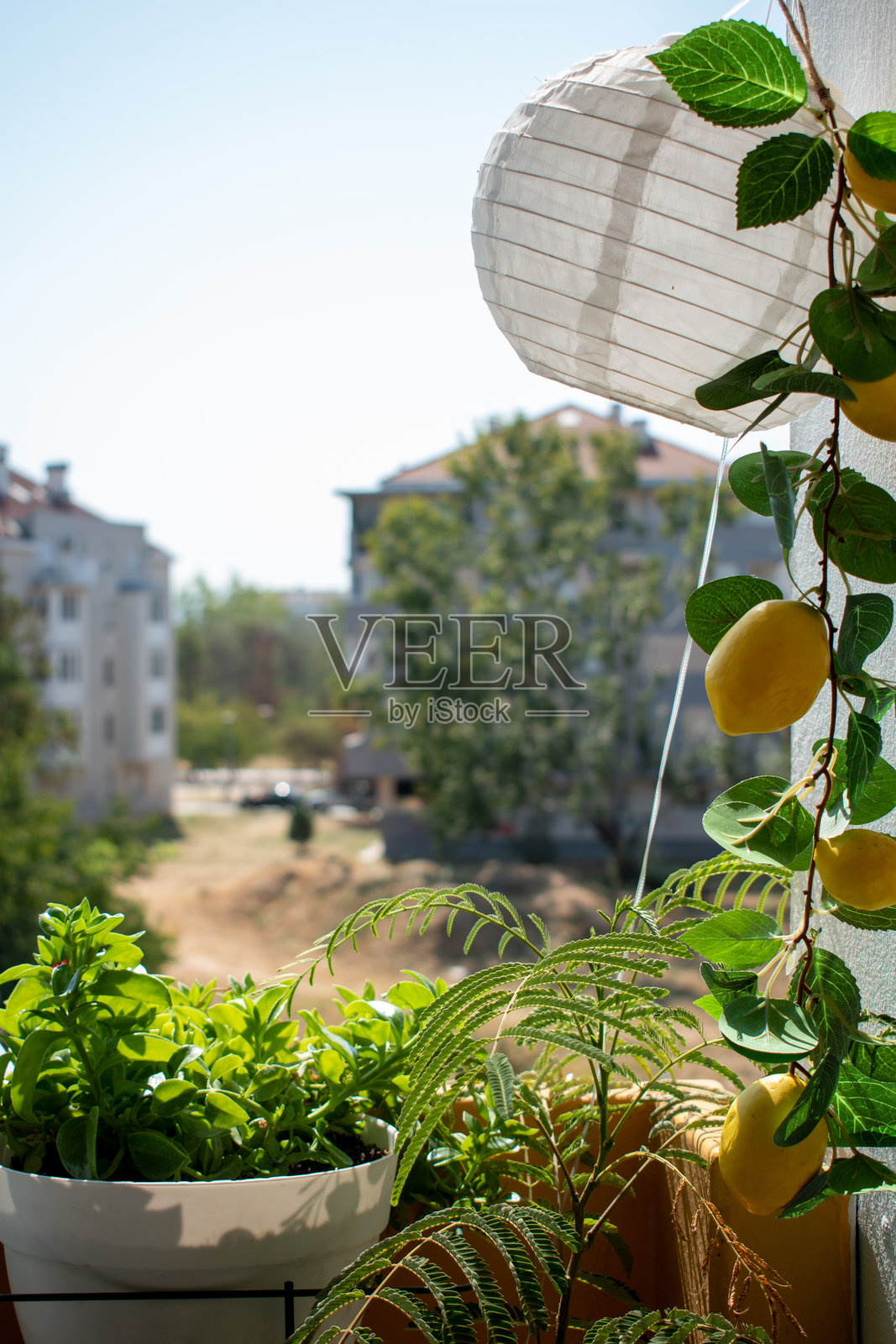 在一个舒适的阳台上的花盆里种植植物。照片摄影图片