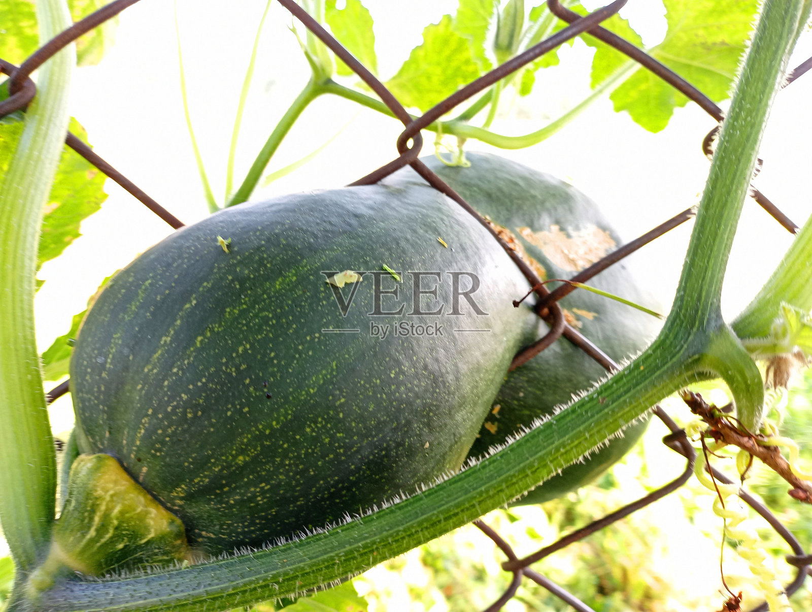 一个绿色的南瓜卡在金属栅栏里。篱笆上的菜园蔬菜。在家种菜。照片摄影图片