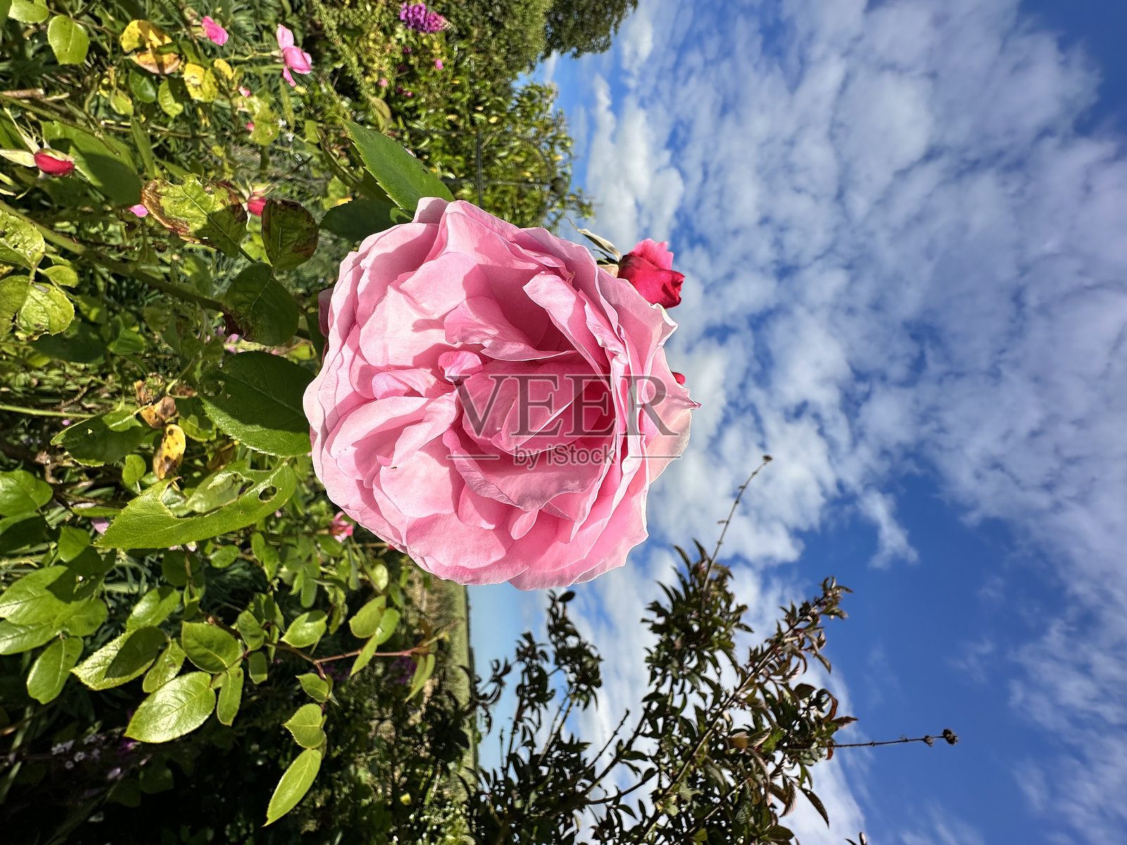 粉色玫瑰照片摄影图片