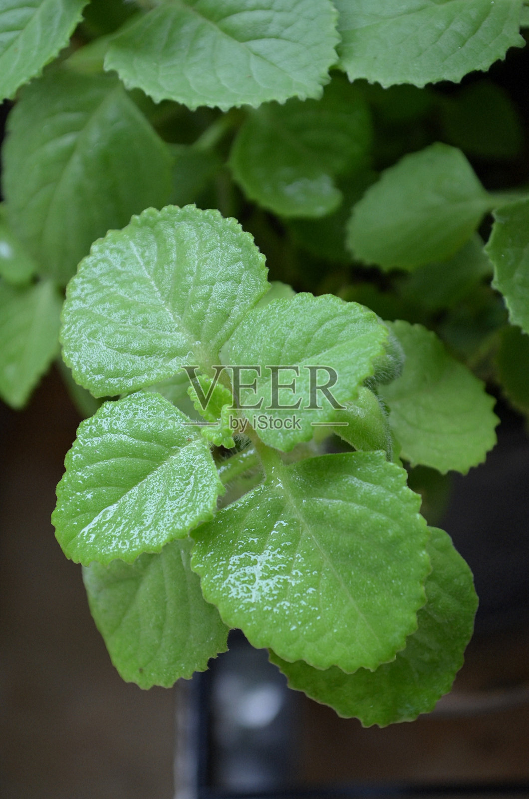 羊蹄草(Coleus amboinicus)是羊蹄草科的一种多年生半多肉植物,具有类似于牛至的刺激性味道和气味。照片摄影图片