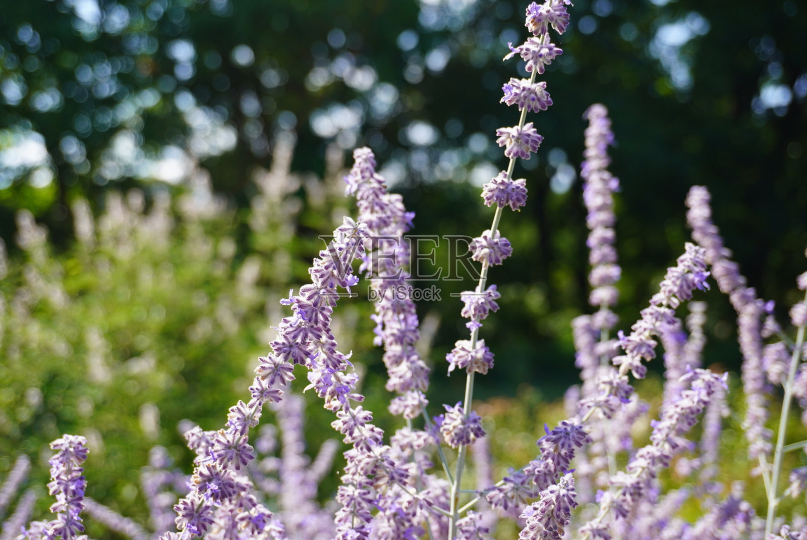 薰衣草照片摄影图片