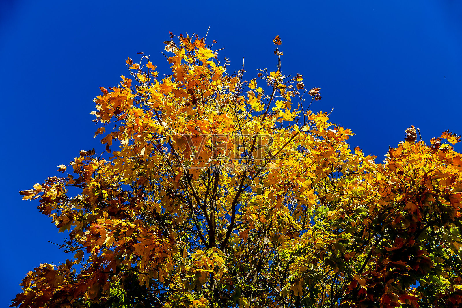 叶片背景纹理图案照片摄影图片