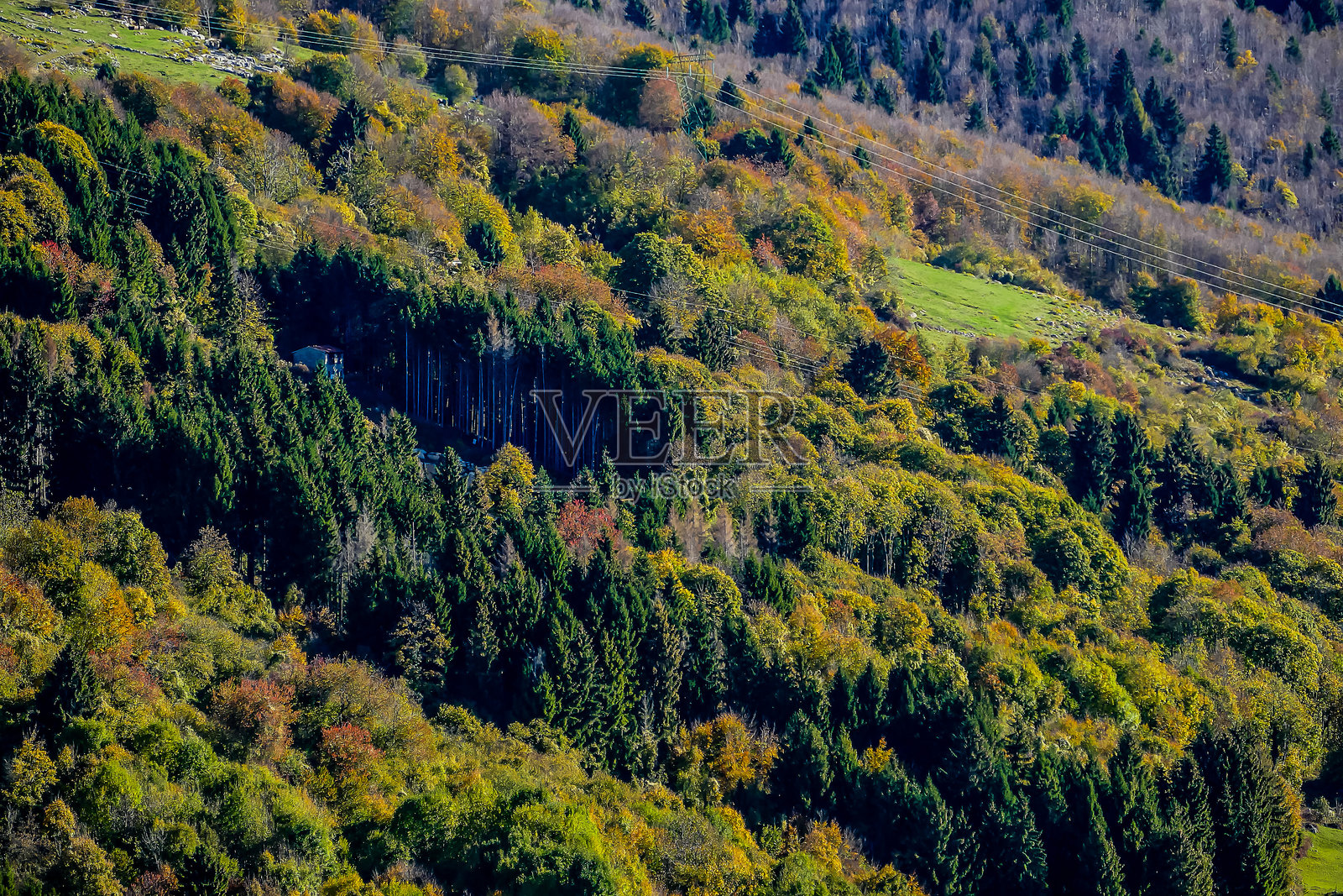 叶片背景纹理图案照片摄影图片