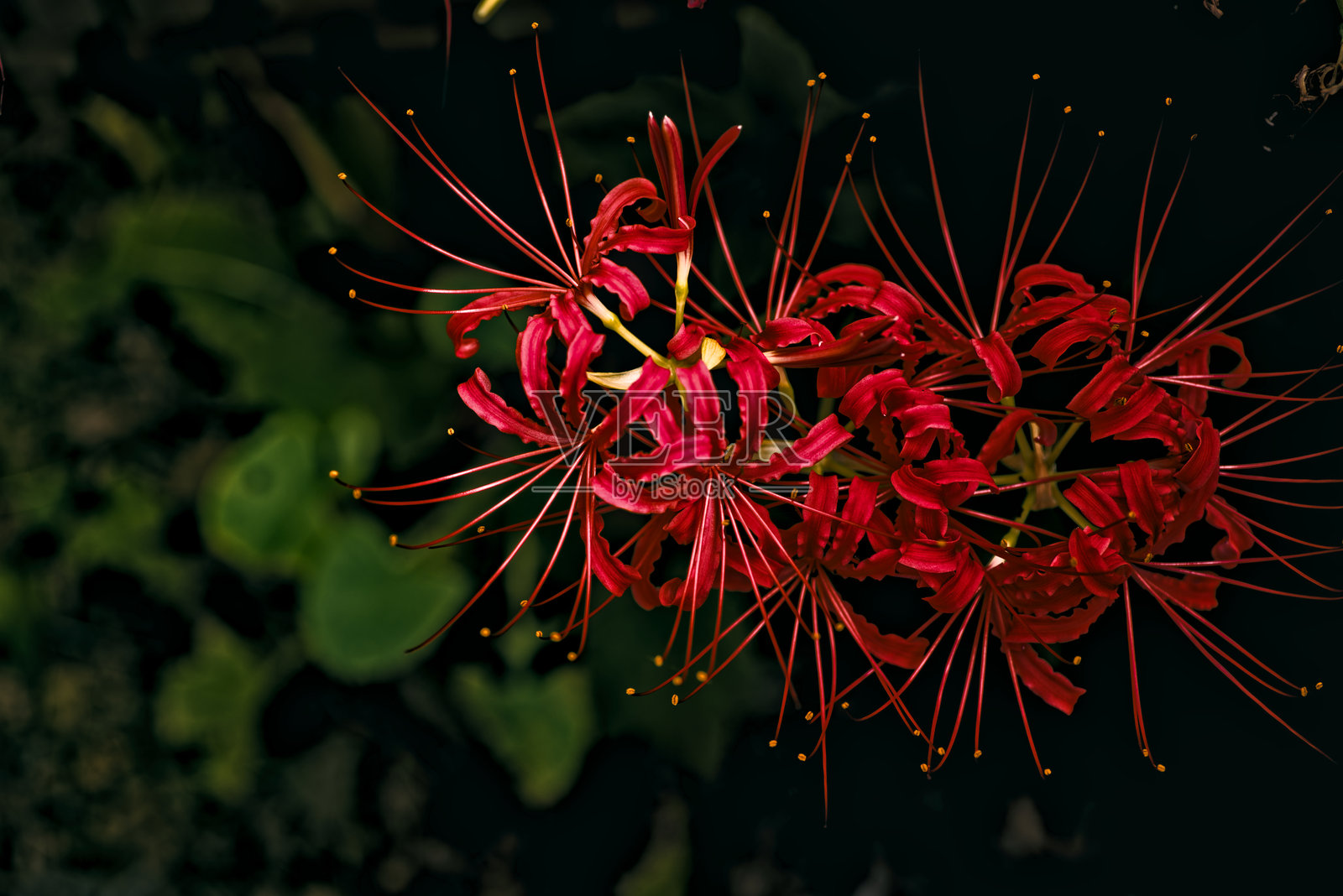 shadow_on_spider_lilies照片摄影图片