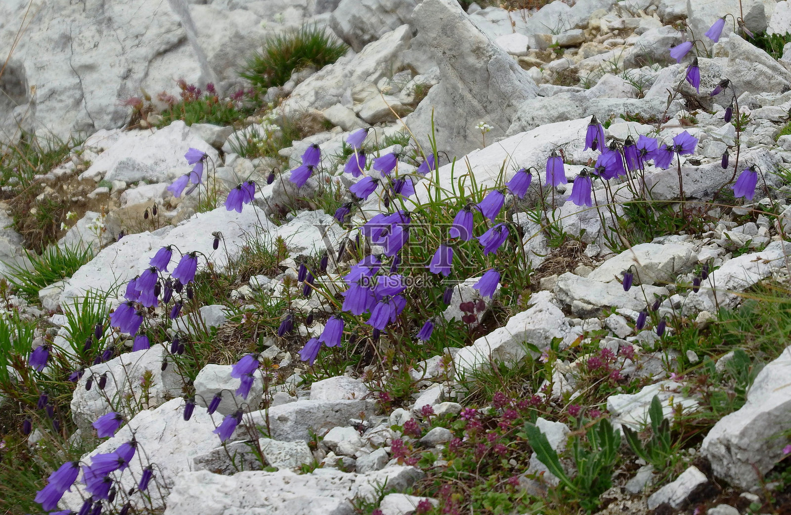 紫罗兰山花风信子,圆叶山楂果照片摄影图片