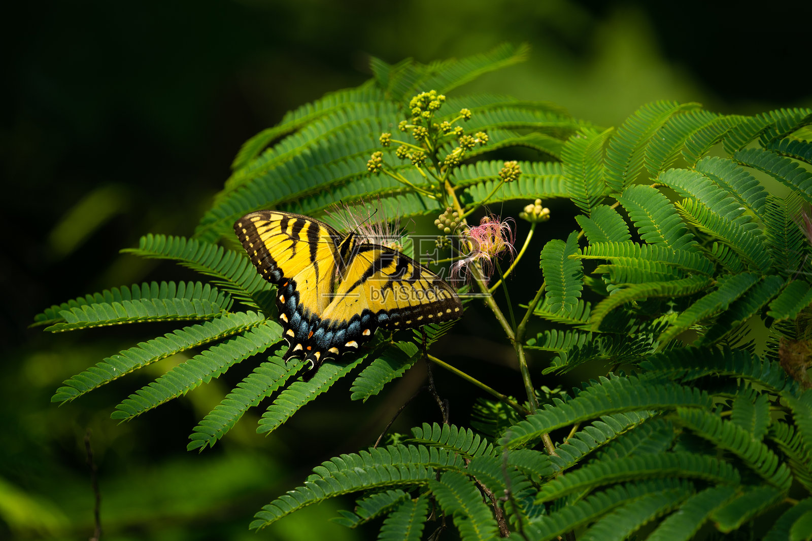 虎凤蝶照片摄影图片