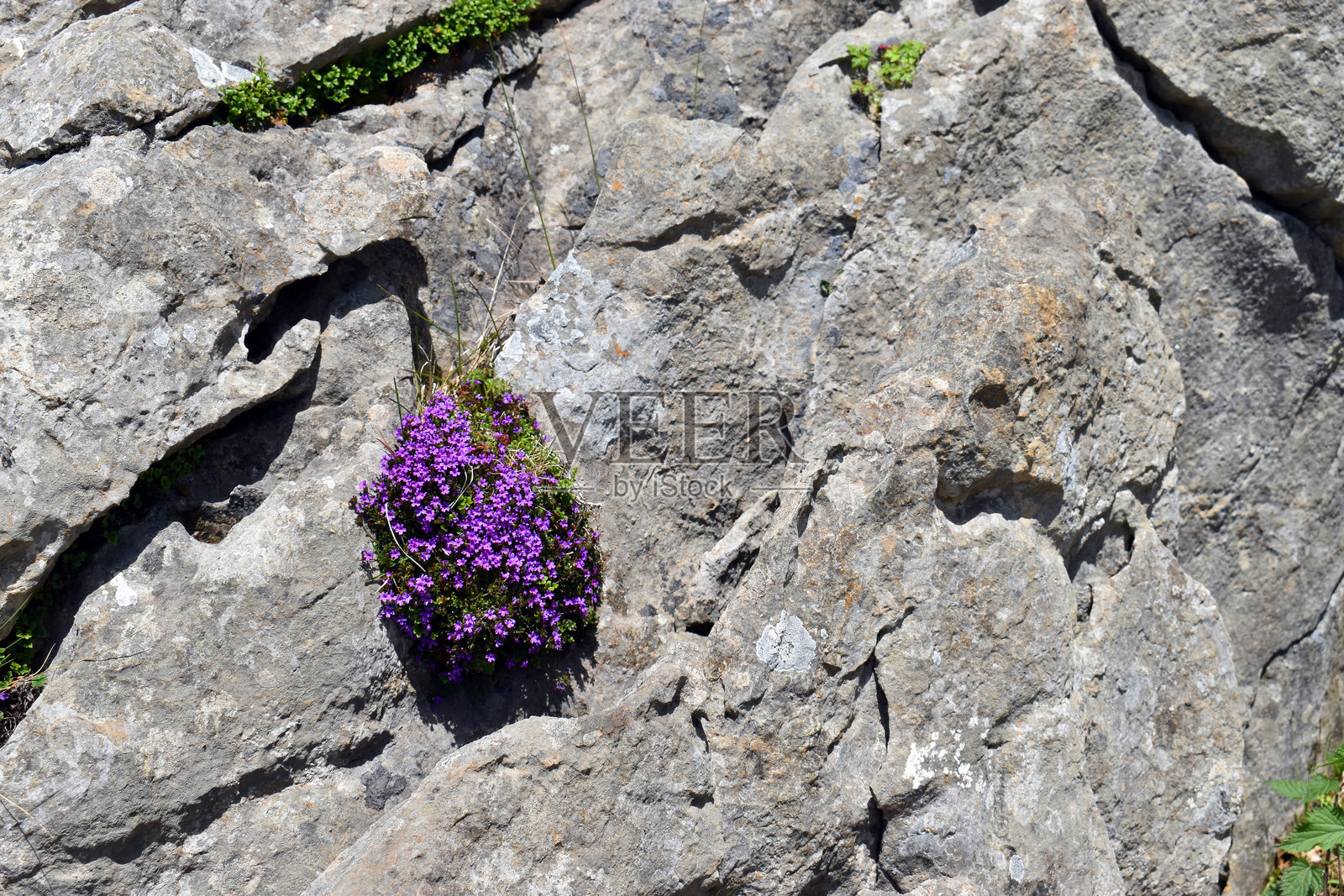 毛地黄石灰岩上的毛地黄(毛地黄属照片摄影图片