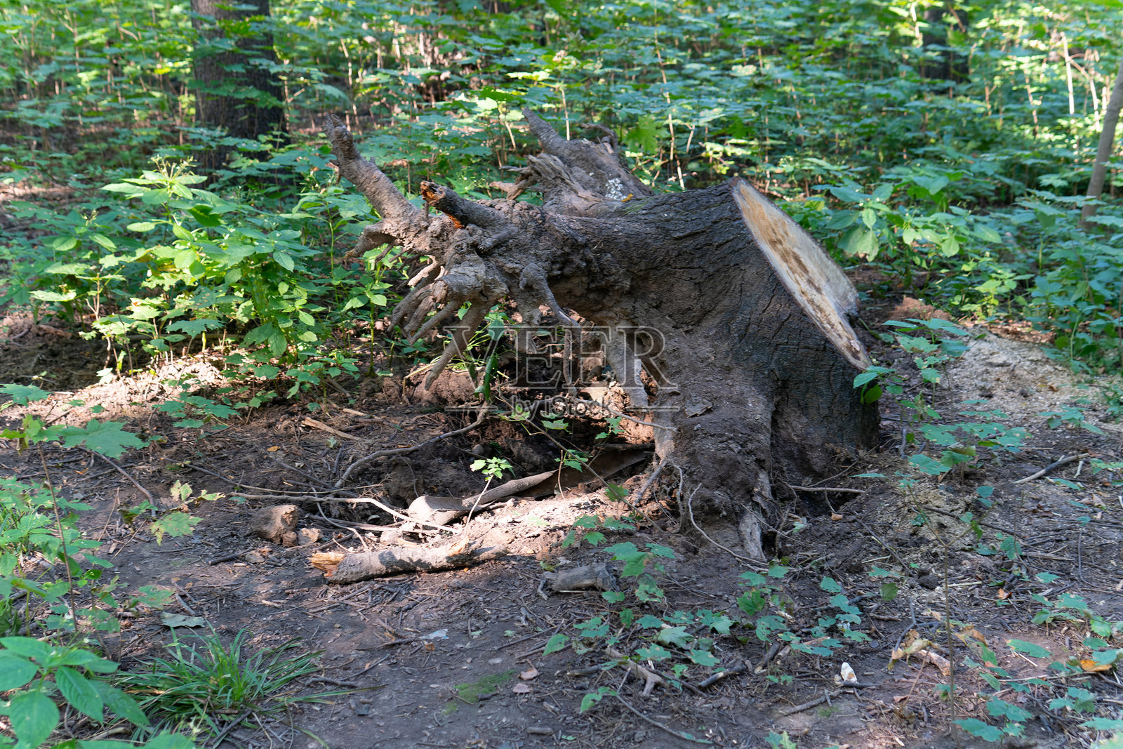 植物背景木材自然棕色树桩自然清新森林户外树木环境照片摄影图片