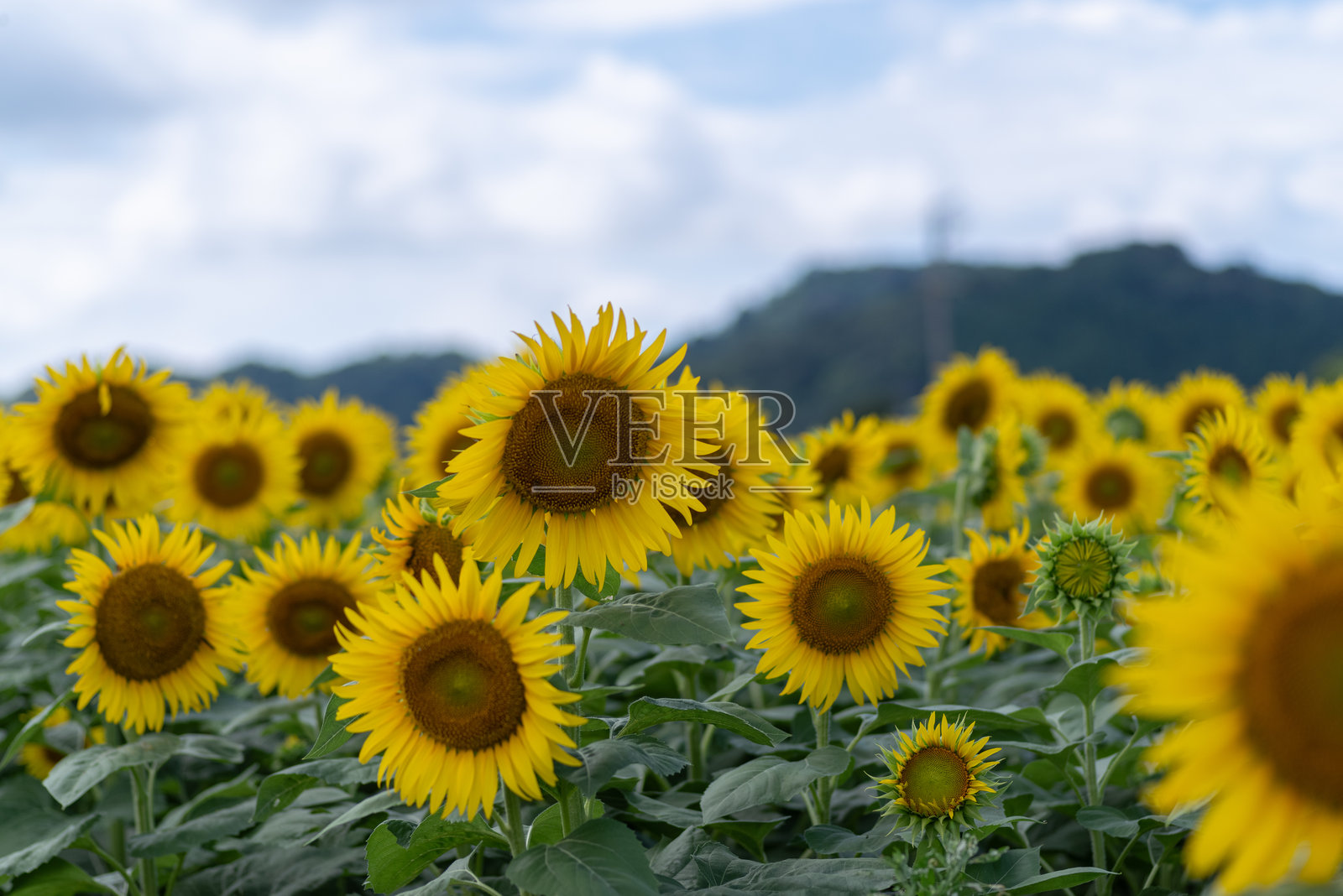 向日葵盛开的田野照片摄影图片